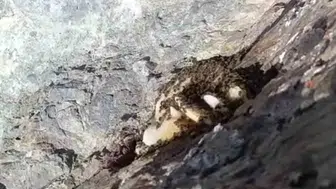 Elazığ kırsalında sarp kayalıklarda gizli doğal bal hazinesi bulundu