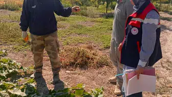 Afyonkarahisar'da kornişon tarlalarına sıkı takip