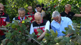 Ordu bahçelerinde fındık mesaisi resmen başladı