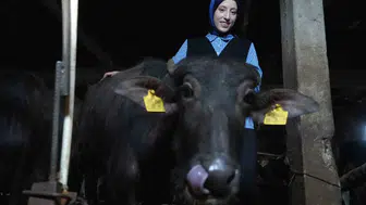 KPSS beklemek yerine manda çiftliği kurdu ve köyünün simgesi oldu