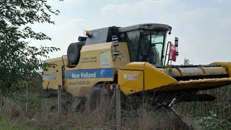 Düziçi'nde 6 ayçiçeği çeşidi hasat edildi, kazanan belli olacak