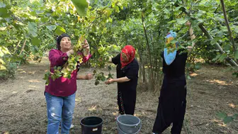 Düzce fındığında hasat dönemi imece usulüyle başladı