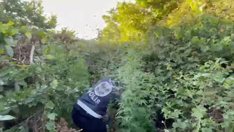 Arnavutköy ormanında dronlu kenevir operasyonu