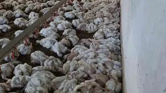 Bolu'da teknik arıza 4 bin tavuğu hayattan kopardı