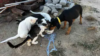 Aynı gün doğan kedi ve köpekler kardeş gibi büyüdü