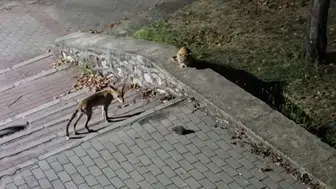 Bursa'da gece yarısı parkta şaşırtan yaban hayatı manzarası
