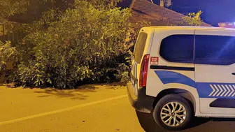 Beyşehir'de dev ceviz ağacı trafiği kilitledi