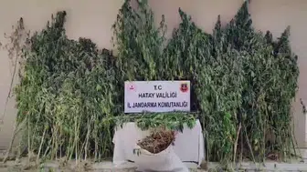 Hatay ormanlarında gizli kenevir operasyonu