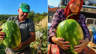 Aydın’ın yüksek tepelerinde dev karpuzlar yetişiyor