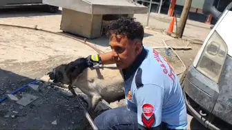 İslahiye’de konteyner altında kalan anne köpek ve 7 yavrusu kurtarıldı