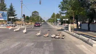 Hayrabolu’da kaz sürüsü trafiği birbirine kattı