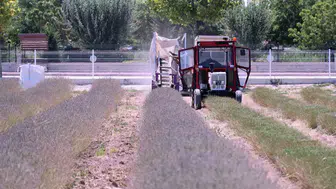 Karatay’ın mor bahçelerinde hasat vakti geldi