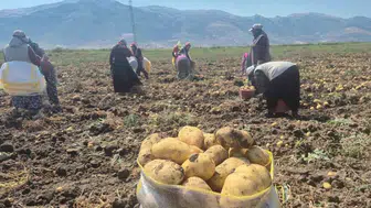Çölovası patatesi bu yıl üreticinin yüzünü güldürdü