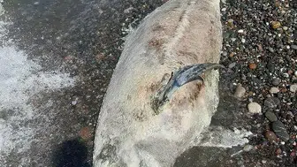 Cide sahilinde ölü yunus bulundu, belediye ekipleri gömdü