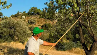 Datça’nın meşhur bademlerinde hasat dönemi resmen başladı