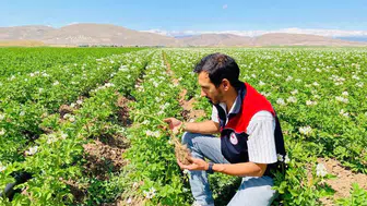 Bayburt patates tarlalarında hastalık taraması yapıldı