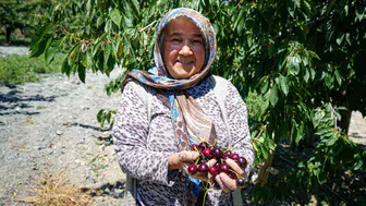 Ankara kirazında hasat dönemi 80 tonluk beklenti