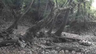 Tekirdağ ormanlarında saklı yaşam fotokapanlara yakalandı