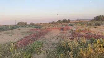 Meraya dökülen domateslerin sırrı çözüldü Çürük çıktılar