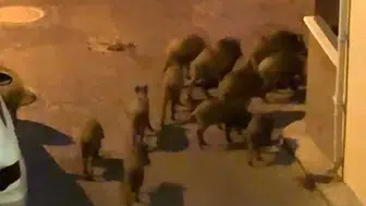 Kuşadası sokaklarını domuz sürüleri bastı