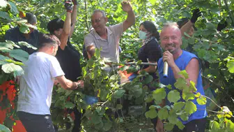 Ordu’da fındık hasadına Anadolu Rock dopingi