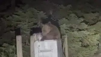 Uludağ’da çöp karıştıran ayılar yerleşim yerlerine indi
