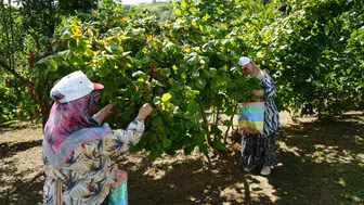 Samsun fındık bahçelerinde bereketli hasat dönemi başladı