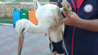 Reyhanlı’da gölde mahsur kalan yaralı leyleği itfaiye kurtardı