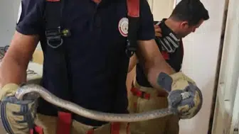 Antakya’da evlere giren yılanlar mahalleliyi tedirgin etti