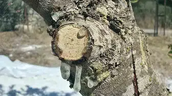 11 yıllık sabır bitti, Muğla'da sakız hasadı başladı