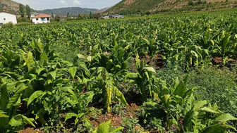 Adıyaman'da tütün üreticisinin kabus dolu gecesi: Hasat öncesi büyük yıkım