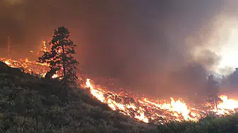 Washington eyaletinde orman yangınları binlerce kişiyi evinden etti