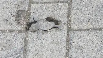 Samandağ sahilinde ışık kirliliği yaklaşık 40 yavru kaplumbağayı öldürdü