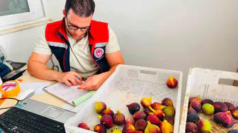 Nazilli incirinde kimyasal denetimi başladı