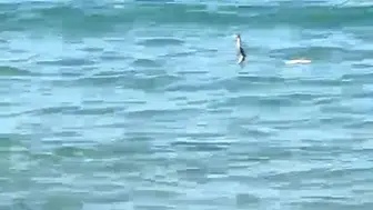 Çeşme'de denizde yılan gören tatilciler ne yapacağını şaşırdı