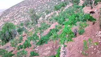 Gercüşlü çiftçinin bir yıllık emeği domuz baskınıyla yok oldu