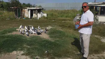 Sivas'ta aşırı sıcak taklacı güvercinleri hasta etti