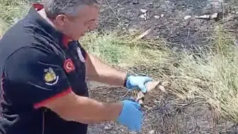 Çorum'daki yangından bir kaplumbağayı kurtardılar