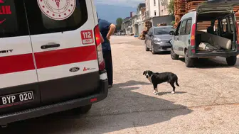 Ambulansın başından bir an olsun ayrılmadı: Kazaya sebep olan köpeğin vefası şaşırttı