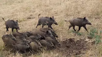 Domuz sürüsü mısırı talan ediyor, çiftçi tarlada nöbette