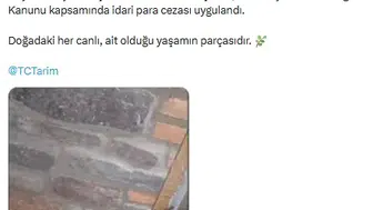 Eve tarantula, salyangoz ve kertenkele sokmuşlar 61 hayvan kurtarıldı
