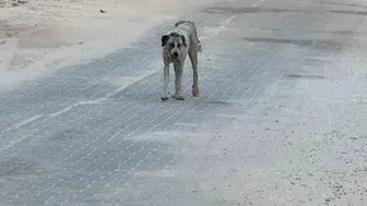 Halfeti sokaklarında korku dolu anlar 3 yaşındaki çocuğa köpek saldırısı