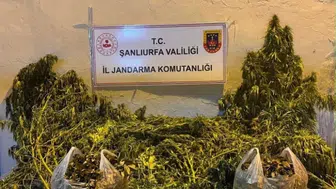 Jandarma Eyyübiye'deki adrese baskın yaptı, 625 kök kenevir buldu