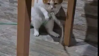 Amasyalı kedi Balım susuzluğunu kendi yöntemiyle giderdi