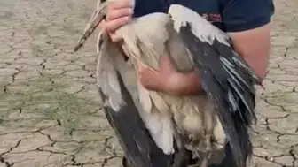İnegöl'de balçığa saplanan leyleği vatandaş kendi elleriyle çıkardı