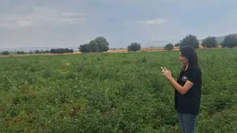 Şuhut patates tarlalarında hasat öncesi yakın takip