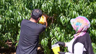 Mersinli üreticiye meyve sineğine karşı 80 bin tuzak