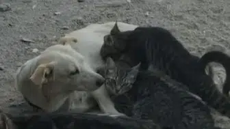 Çanakkale’de şaşırtan dostluk Anne köpek kedi yavrularını sahiplendi