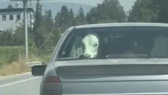 Buzağı, otomobilin arka koltuğunda şehir turu attı
