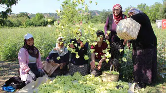 Amasya’nın sarı altını tarlada nakde dönüşüyor
